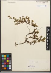 Foto von Salix retusa L.
